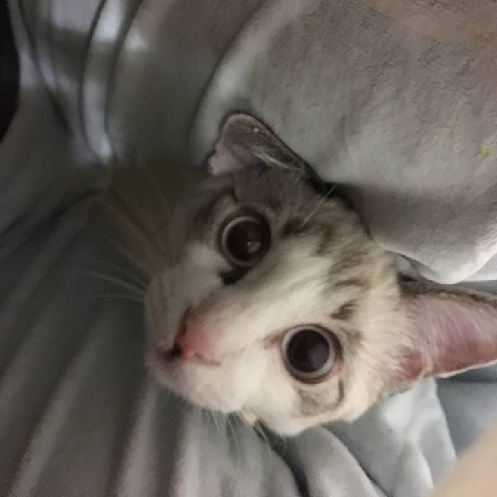 4c1ad254 36a9 4cf8 ba39 024fed71929e 1512746747626