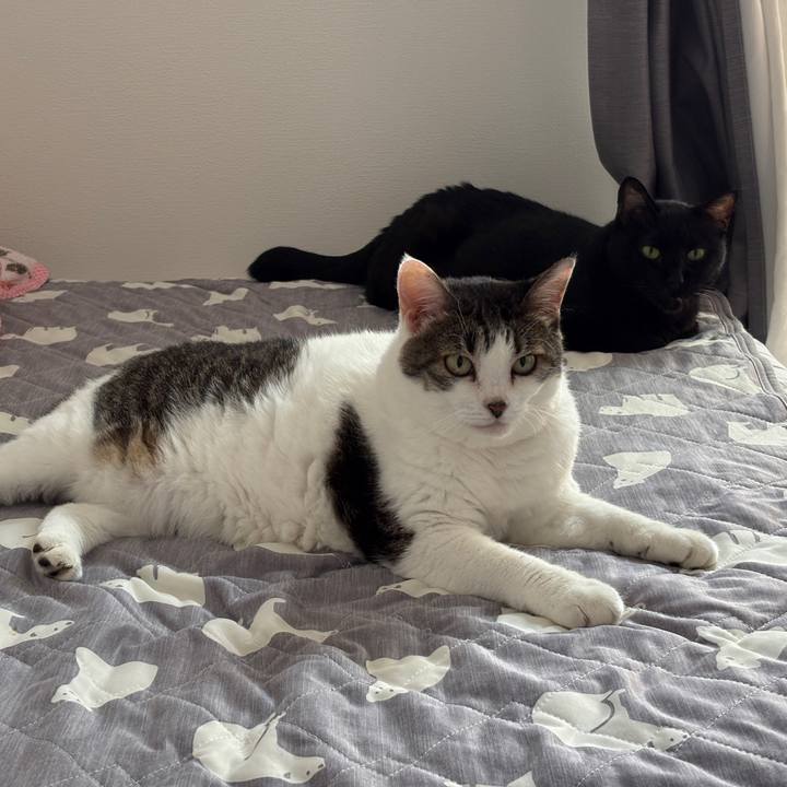 4c1e25d7 8421 45cd bdfb 9ddb5a17b1c4 1758250642266