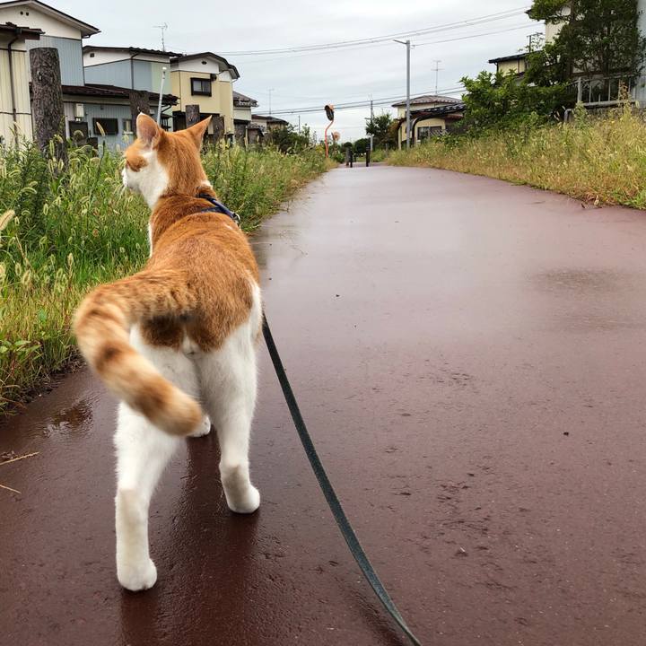 4c200d84 c9b3 4340 892f 632c9ae6852b 1539237602593