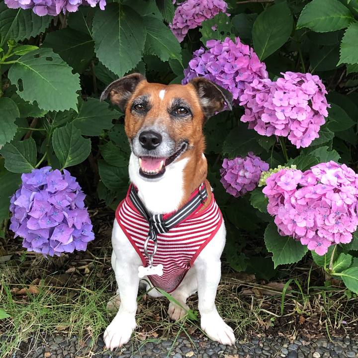 4c2028e2 795c 4568 b9c7 4289cf9a95f5 1561417122073