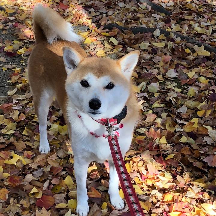 4c207eb1 06ef 410c 8534 653d66fe35ec 1574992288896