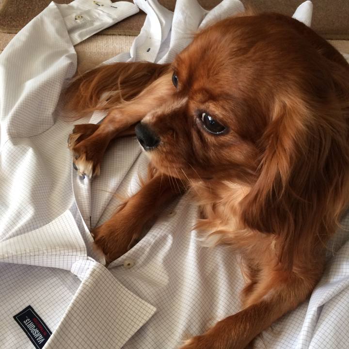 4c2088e6 7a51 4b76 87b8 0aae419ad868 1512867433477