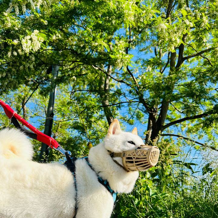 4c2113e3 bc84 446c bd60 fffea286aa0a 1717973928938