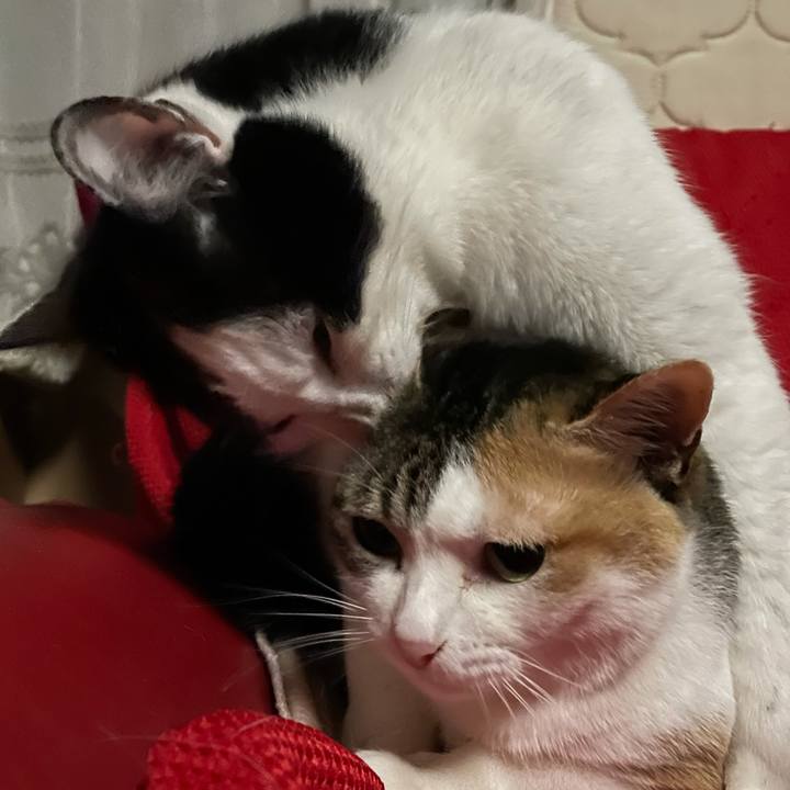 4c21d9d2 e63e 402c 8062 b24dad339b65 1618228474883