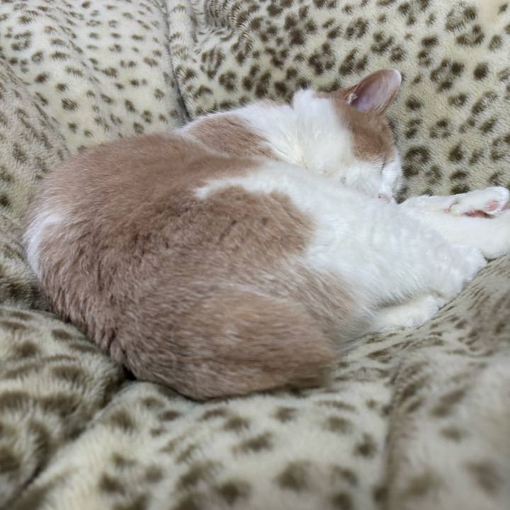 4c2204dc 3a45 4d0a b098 9ed886e1ba5e 1765755681536