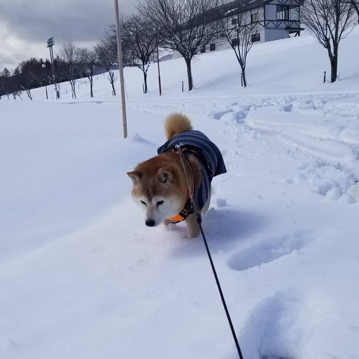 4c22dd5d 0a55 4bbe 862f f51002db62d6 1711078864284