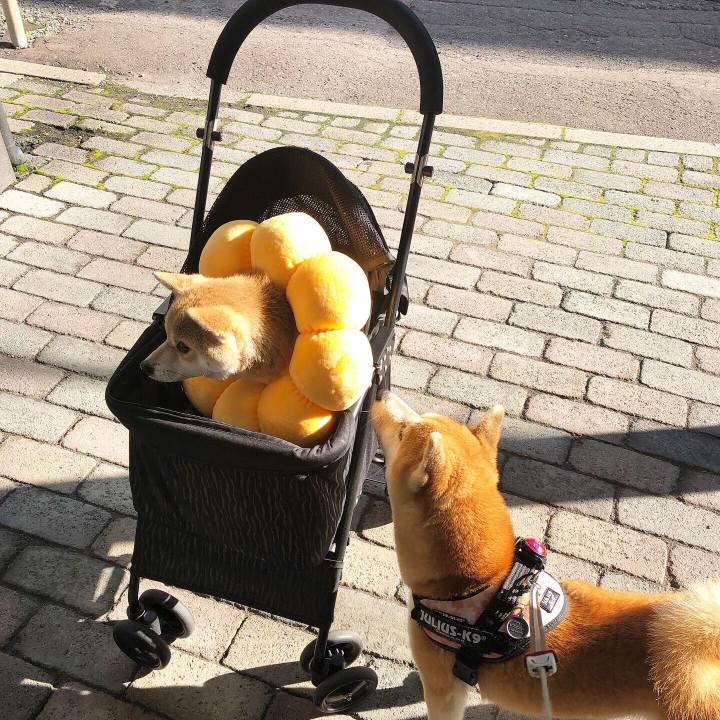 4c255a82 719d 4913 8860 c41d59a90fbc 1567988672156