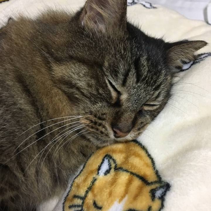 4c266190 c655 48a4 8984 2cdbf3295d72 1760765628449