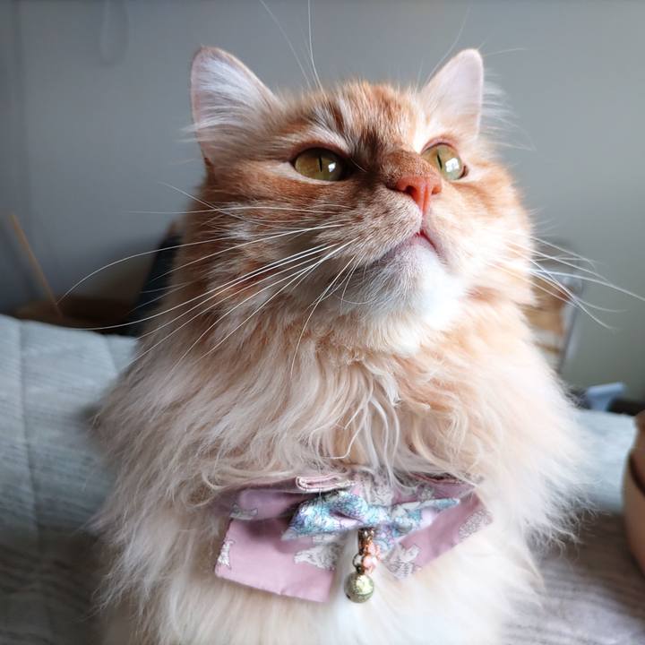 4c288ae4 511a 4d8c a214 b41958f85ab0 1717479836186