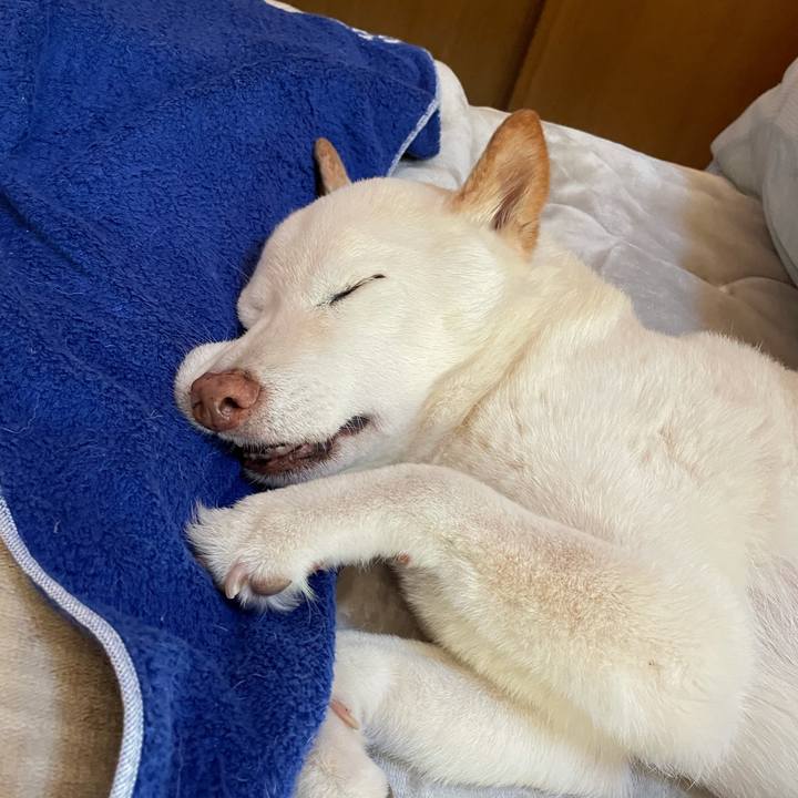 4c2944f8 0e5d 4c35 a25c 15dfedb8cd6b 1639231910790