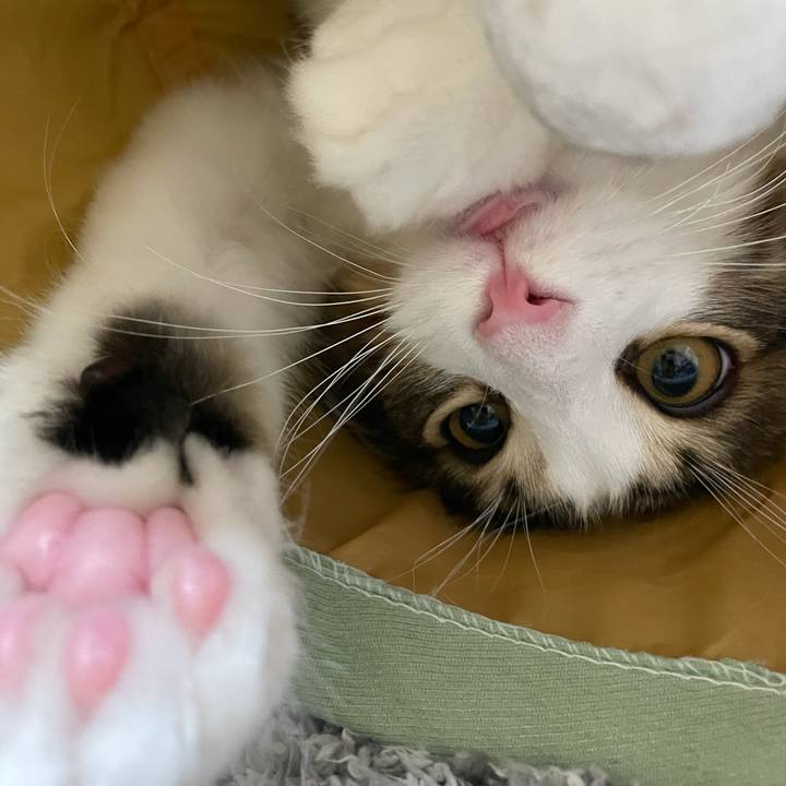 4c2a84ae a771 4f48 8f90 4ec6c506eccb 1635338073681