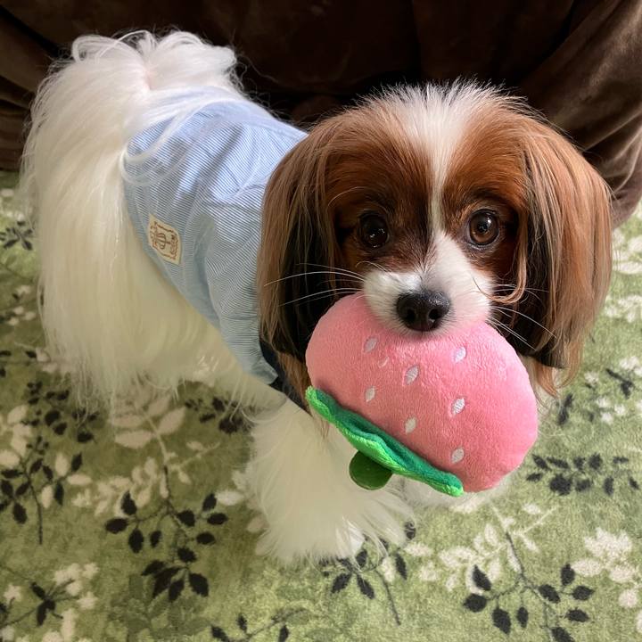 4c2ae953 8ceb 425a 9abc 8e77a521ad0f 1742516669955