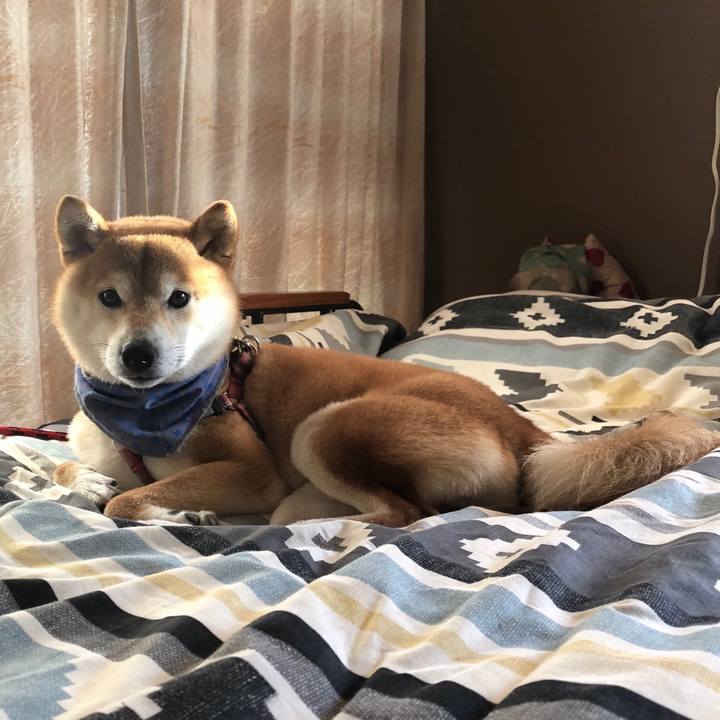 4c2b2008 c5c9 46bc 99f7 a6a1d6af9644 1528975891351