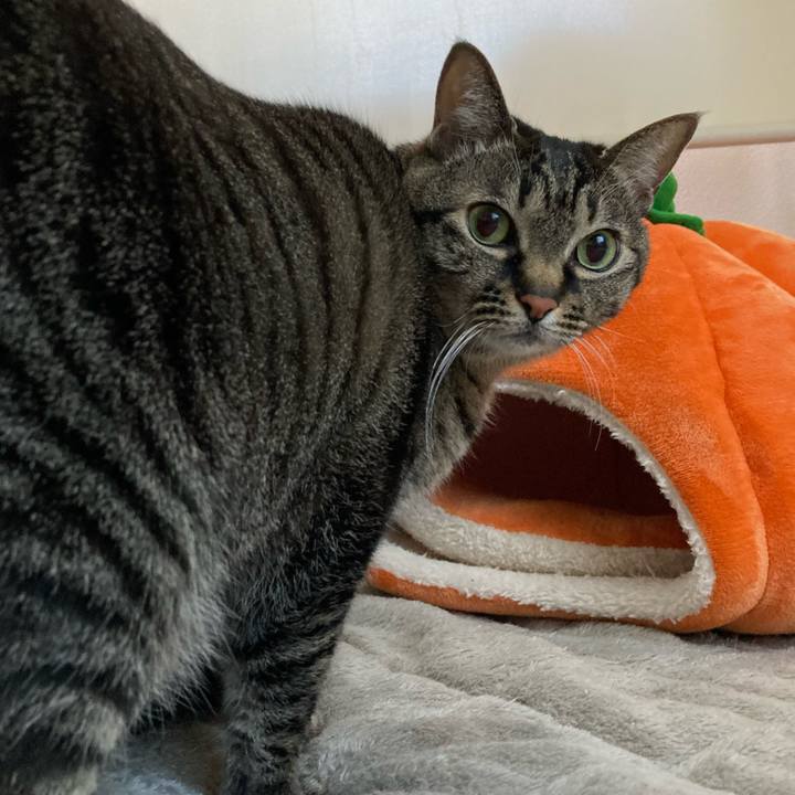 4c2cce0d e9a6 40c5 b10a d5eb508d4802 1644108821712