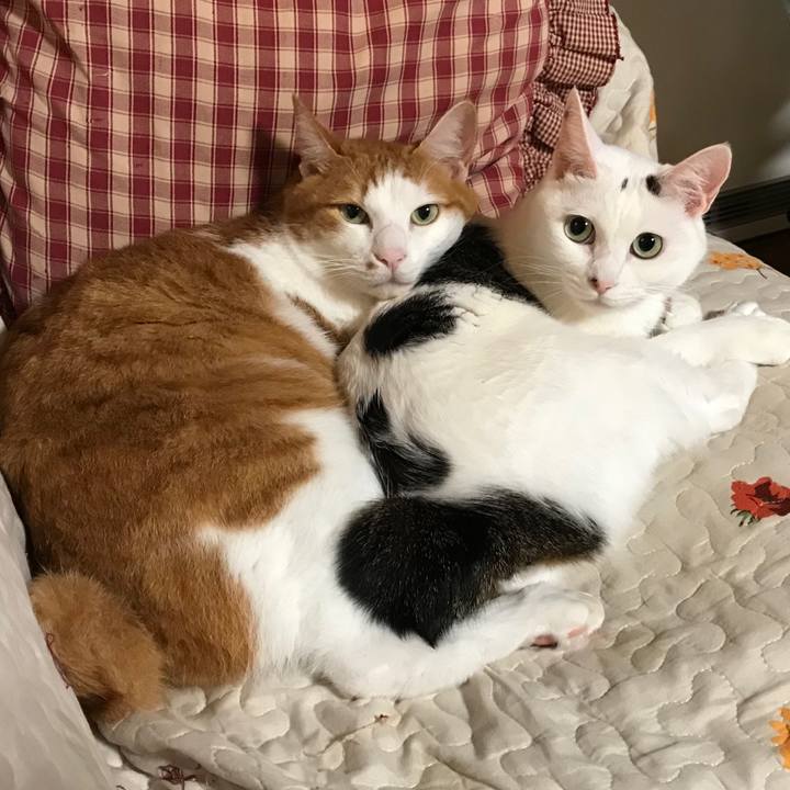 4c2d1669 6ab8 4001 be5f 0442e779258c 1535633247449