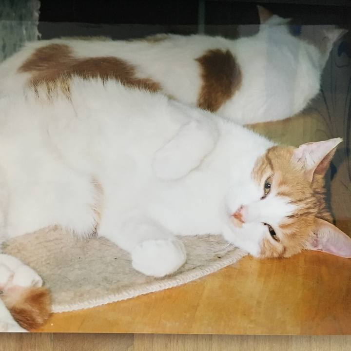 4c2d5c72 747d 4244 ba94 ba9ec496c4c8 1531719376370