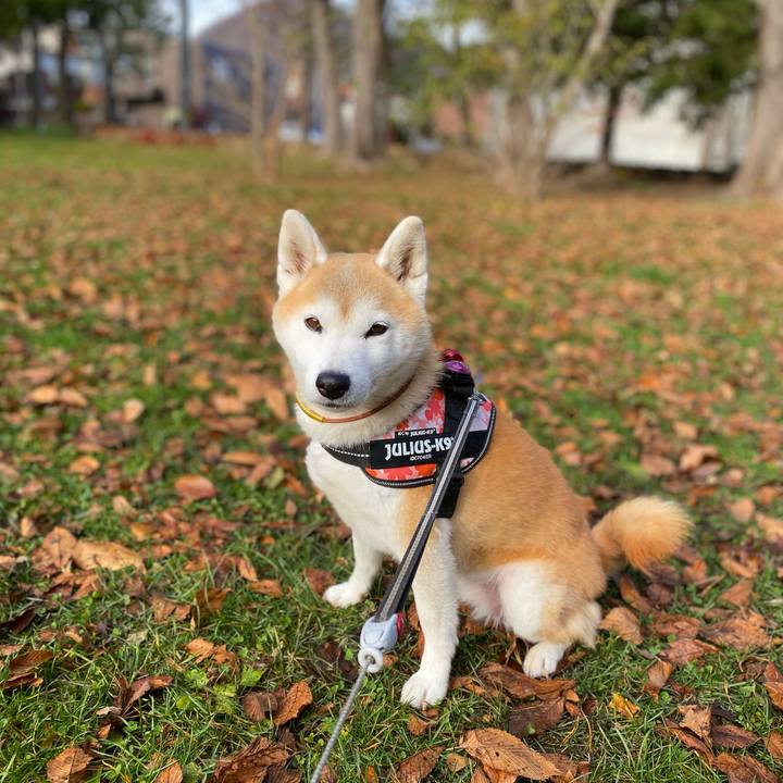 4c2da716 7e36 4c9c 99ca d2b3ae8c9b71 1731373343799