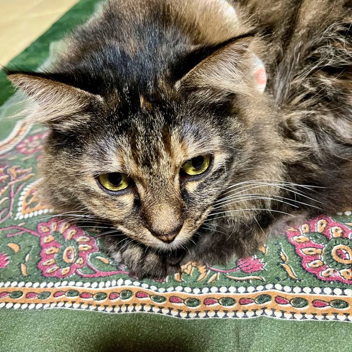 4c2e3314 5b88 4584 b3d3 3a13bde8d40f 1754915715412