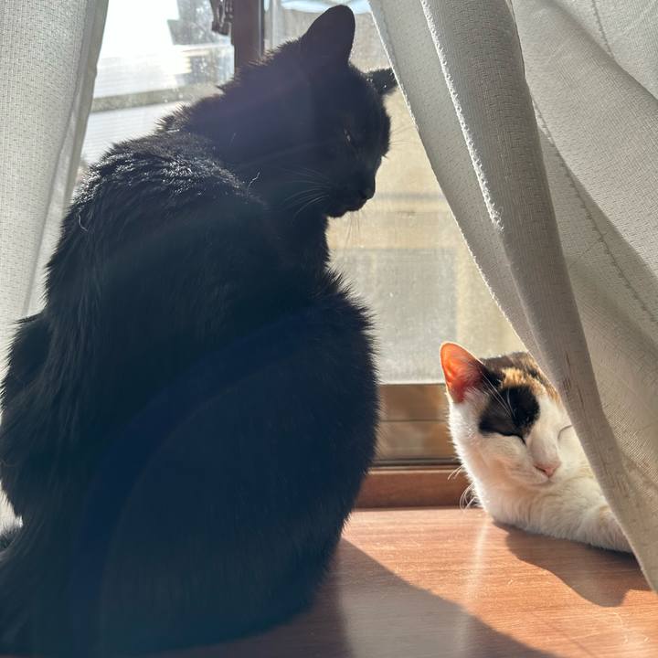 4c2e8643 8839 4faf bc8a b331b2e5fabb 1678932785745