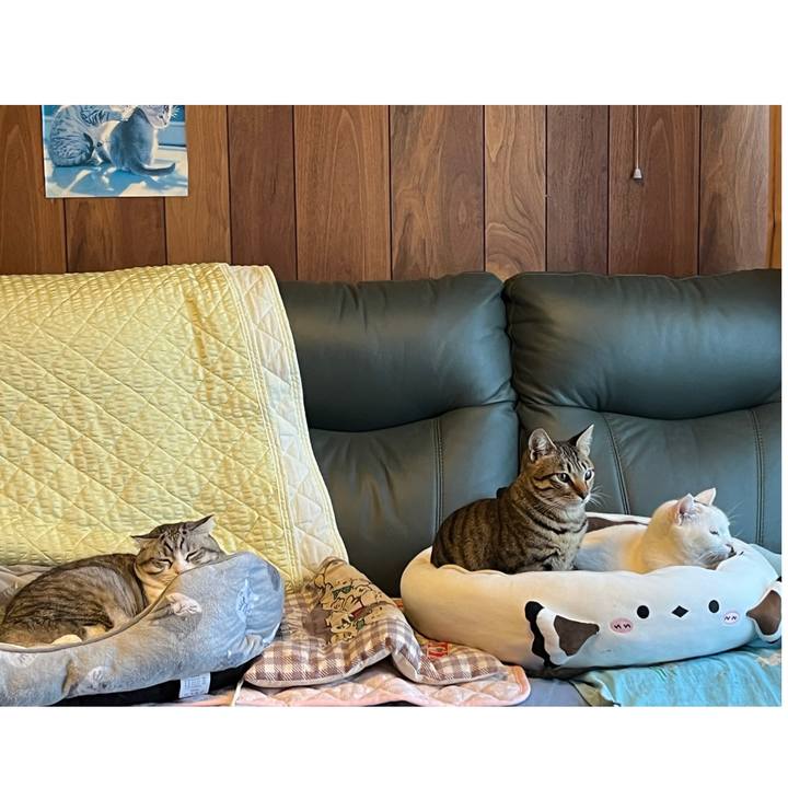 4c2f393d 0739 440e 8c4c fb31e5dcec79 1766830102858