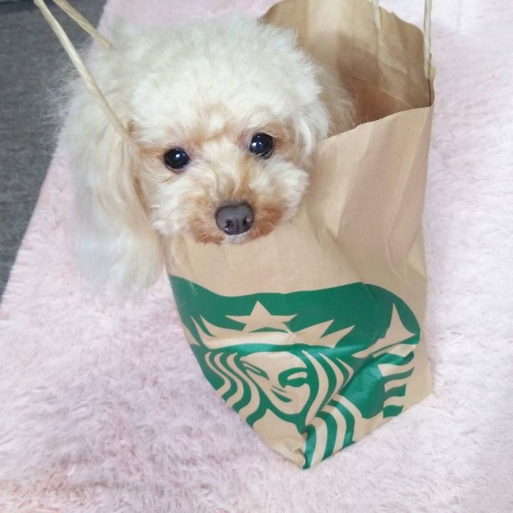 4c30579b 90d0 4267 8872 ccdabe3272e0 1546935849467