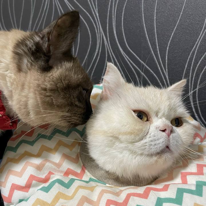 4c32b621 9a8a 405c 91d5 de6f642c094c 1765369696394