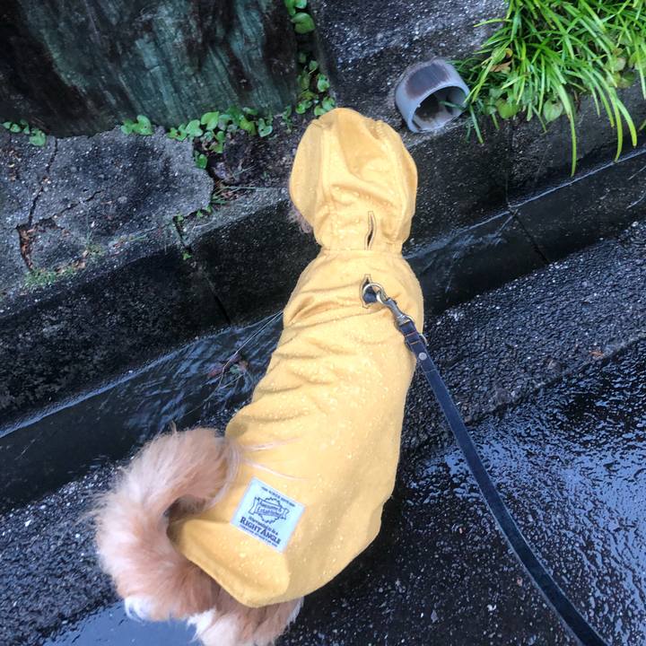 4c32cc78 fed1 4657 b04a a282a0604b4f 1541455387056