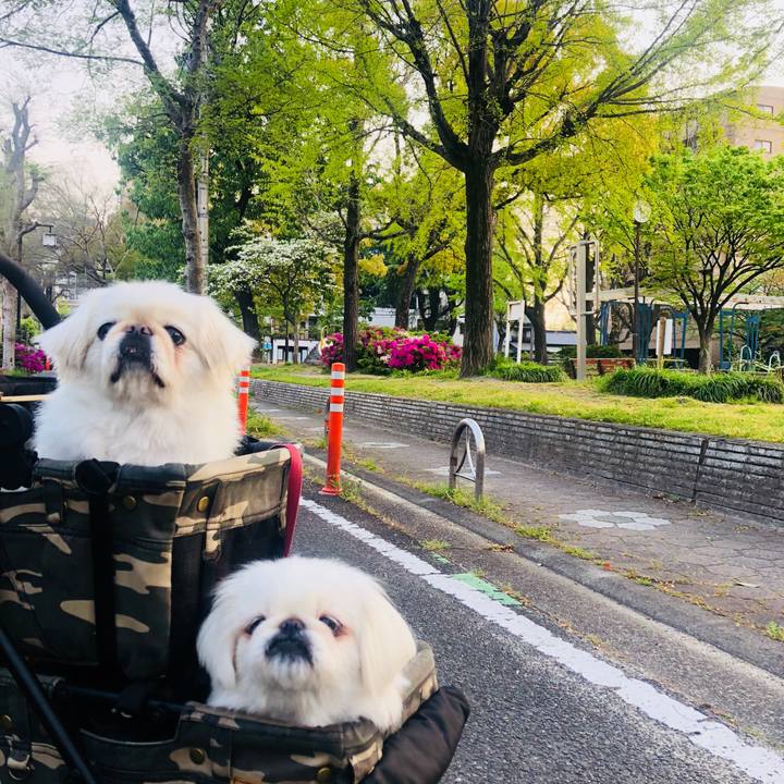 4c3341da 5bcd 481a b1e9 33e9d3042651 1587937096493