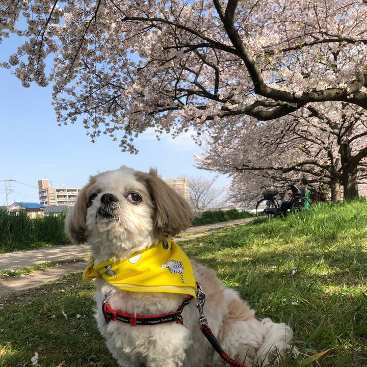 4c334924 46ab 41ea bc0c a7cfa6689c54 1554548068281