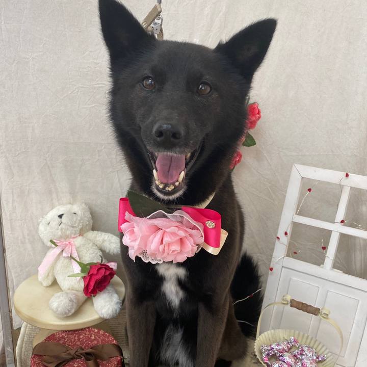 4c34288c a4dc 427e a2d3 69a69399e03d 1646973429922