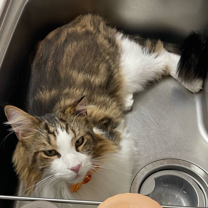 4c347813 509e 4c46 803f d417038f88f3 1667049236371