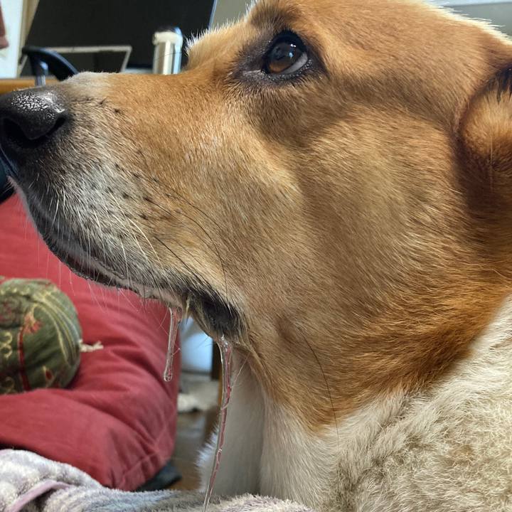 4c3531cc b106 4dce a984 2419f96081a5 1757725845821