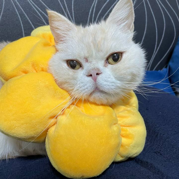 4c364716 b644 486d be74 0bd94cd00374 1765286674130