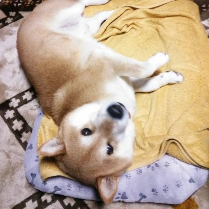 4c37587b f3d9 4753 a75a faf1844bd0a9 1515931019305