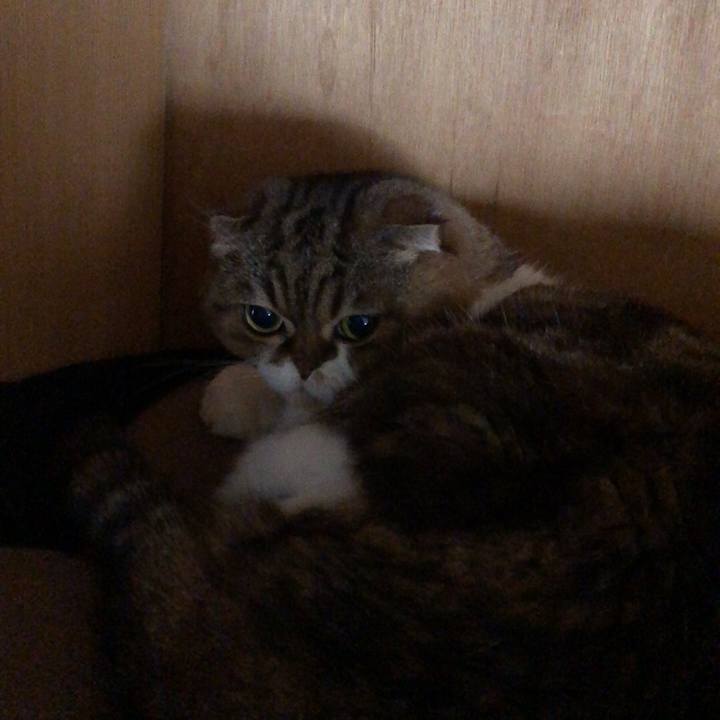 4c37e0e5 5dd1 419a a34f 2e1b7516fd3c 1542622756686