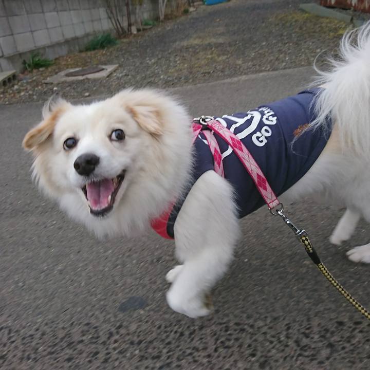 4c38e321 28cd 425f ae71 8bba3a0643f5 1516146156573