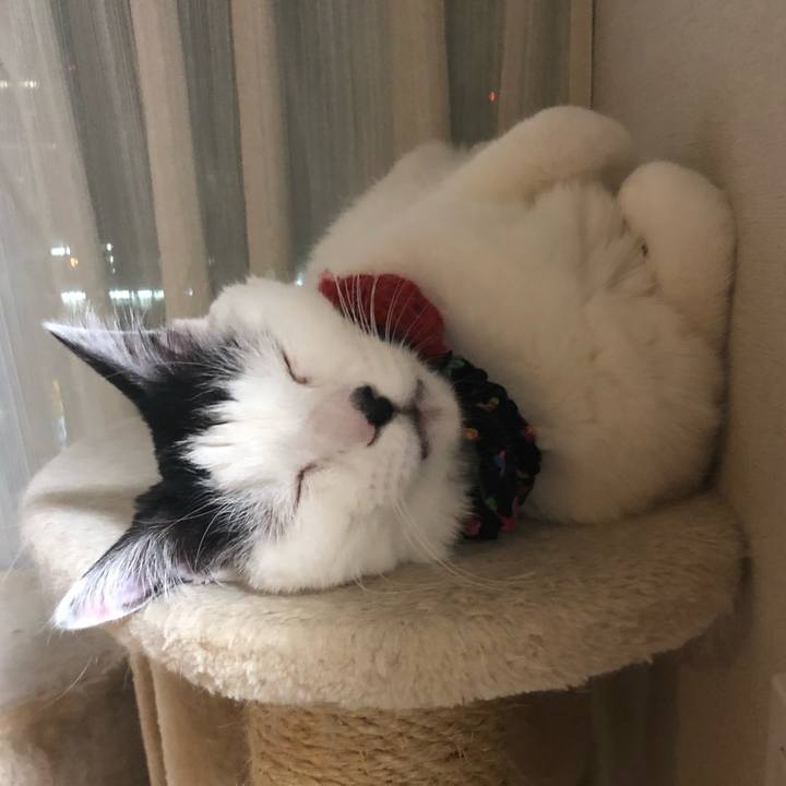 4c38e9d2 df95 422a 96fd a00035feeaeb 1524839803921