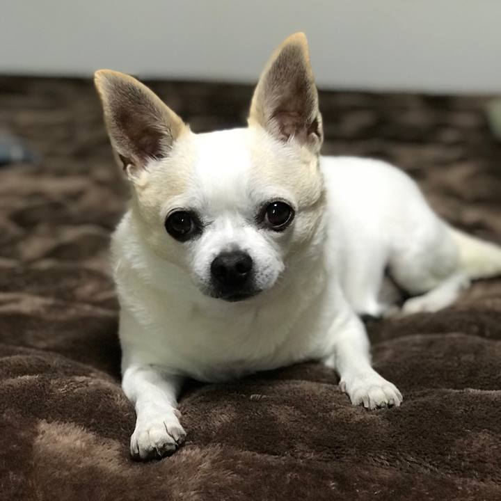 4c39d4d7 f72e 4f4f 8098 fbc7e616d4e7 1511347360405