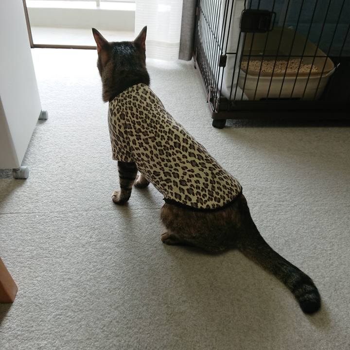 4c39fa17 6e90 47c2 aabf dce290a781eb 1563174109074