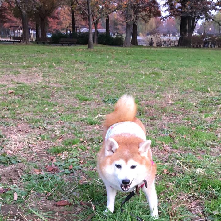 4c3a4c00 c60a 481d 9c4c 366a57ad821f 1543563921614