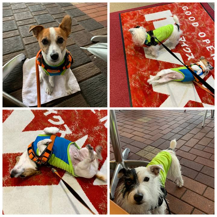 4c3a5fb7 f814 4e73 b133 206974c18942 1574484173804