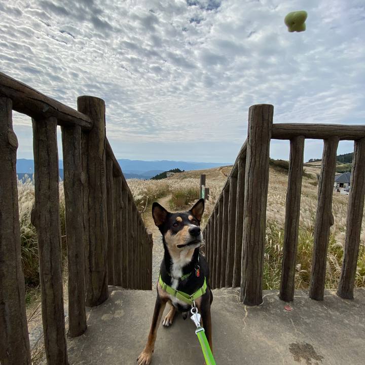 4c3b3442 89e0 4d1b b71a f4e0d75fa999 1603877857118