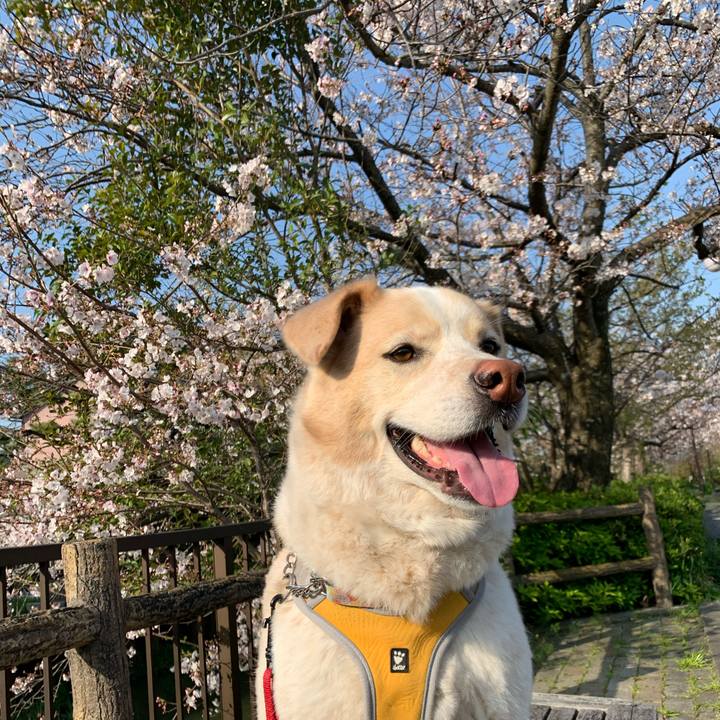 4c3b7d95 75ad 41de ba1e 1391d95e7ec9 1586302581557