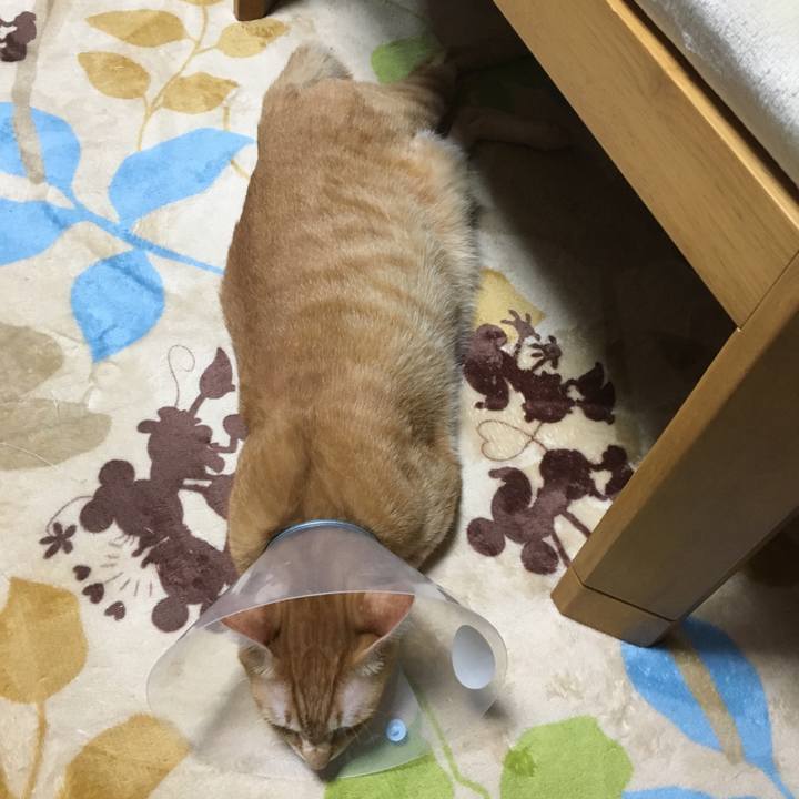 4c3baa4a 5cab 4786 a54c ee9ca88a4c24 1509804109154