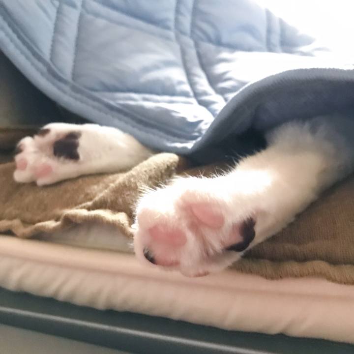 4c3d1939 cae8 4290 b04e a00974792995 1529155963740