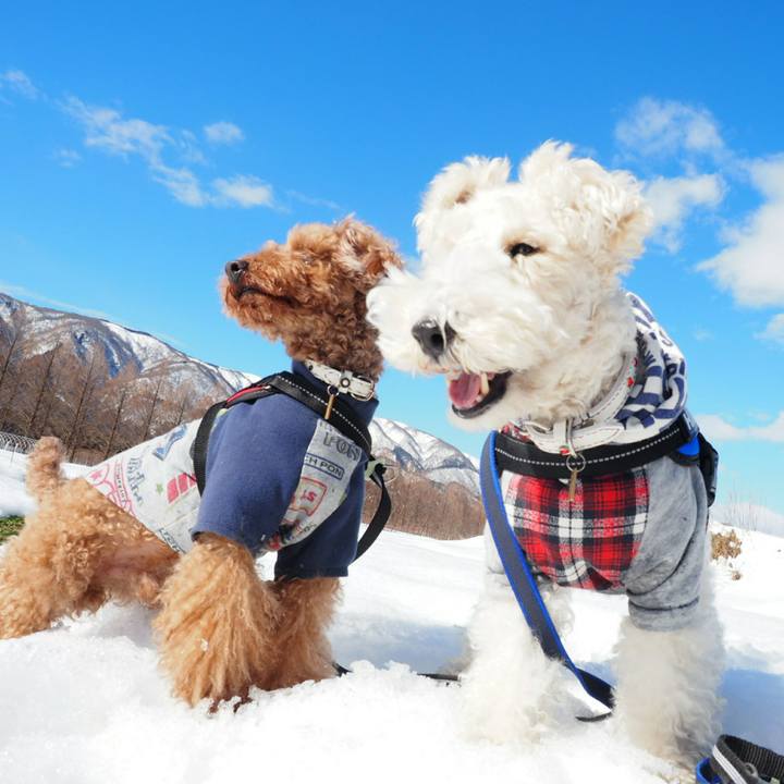 4c3e3600 216b 4eff ab2a 550ab46c6748 1517750537807