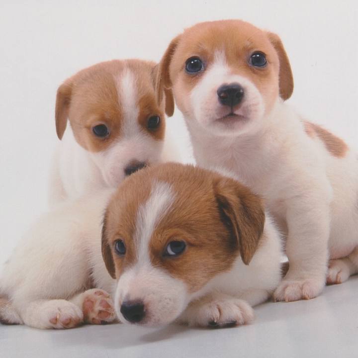 4c3f82aa 58ca 404b 8d75 a4a51f8e7c25 1544484918246