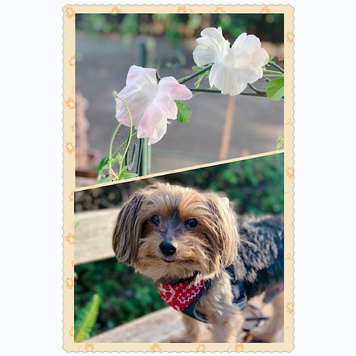 4c40a061 c877 4522 a73c d41581de01f0 1598738314420