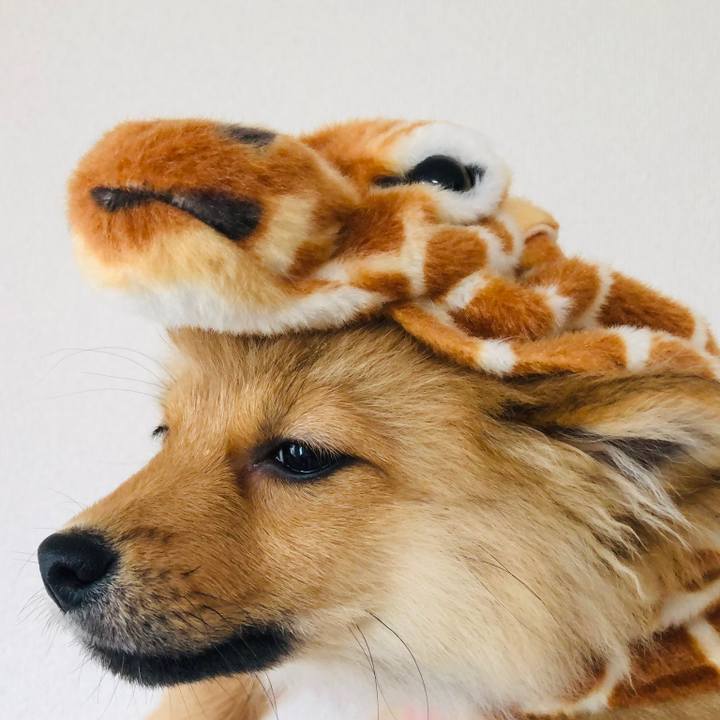 4c41cf4b 7cb4 41fc ab97 3fe481f9b252 1577974013945