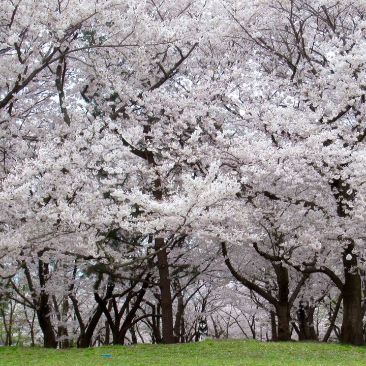 4c421347 2298 44ec 96ef c4836dece08f 1586735437637